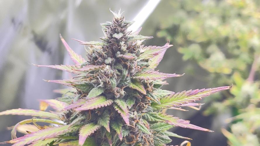 Tripz 420. Week 11 - Lemon cherry cookies 