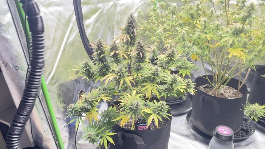 Tripz 420. Week 11 - Lemon 🍋 cherry 🍒 cookies 