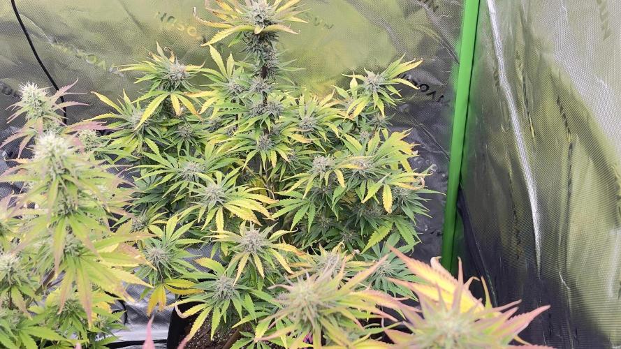 Tripz 420. Week 11 - Cherry cola auto Fast buds 