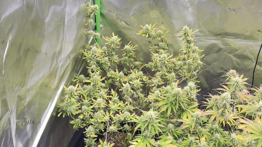 Tripz 420. Week 11 - Wedding cheesecake auto had some issues Due to my being off on my nutrients, 