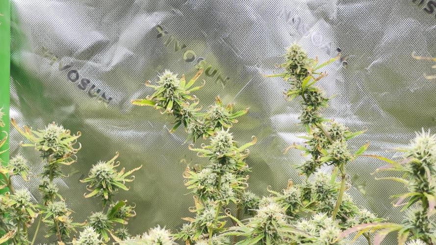 Tripz 420. Week 11 - Wedding cheesecake beat up, but still going she’s fattening and bulking up now. 