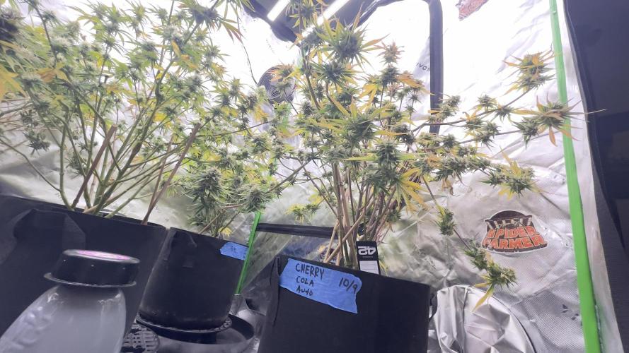 Tripz 420. Week 11 - A view from under the canopy of the cherry cola / Gorilla cookies. 