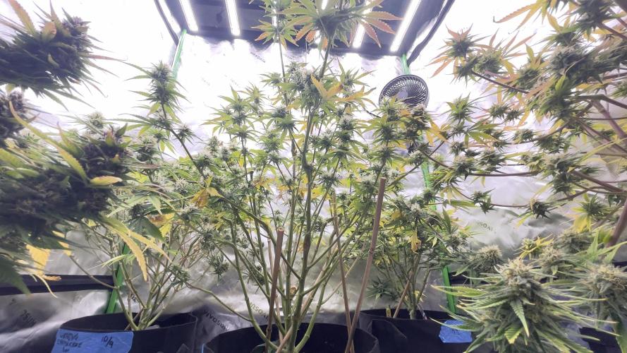 Tripz 420. Week 11 - A shot under the canopy