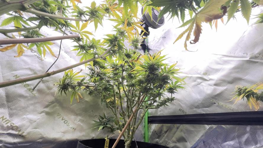 Tripz 420. Week 11 - Another angle