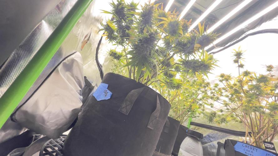 Tripz 420. Week 11 - Under lemon cherry cookies 