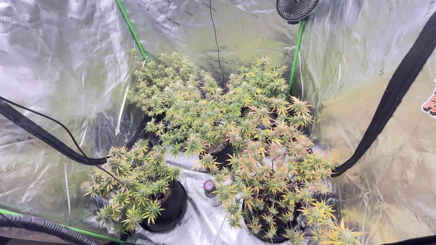 Tripz 420. Week 11 - Top view of the Tripz Garden. 