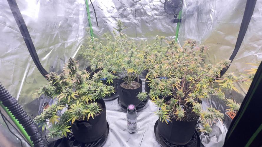 Tripz 420. Week 11 - Wedding cheesecake cherry cola, auto lemon, cherry cookies, gorilla cookies. 