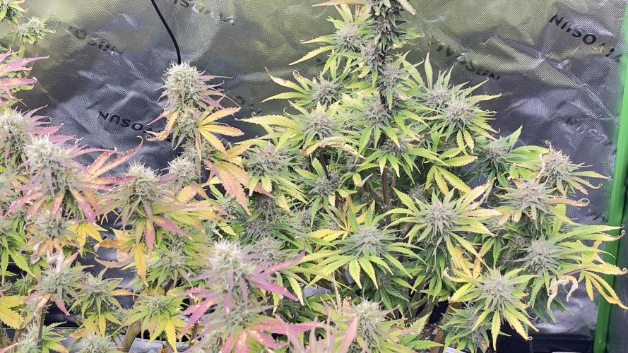 Tripz 420. Week 12 - Gorilla cookies auto still stacking floating in now almost done. 