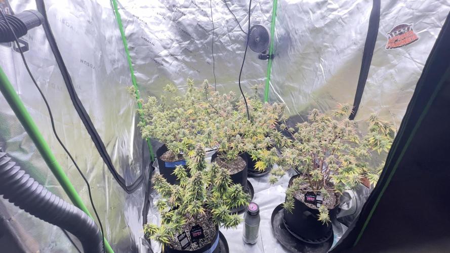 Tripz 420. Week 12 - Lemon, cherry cookies, auto