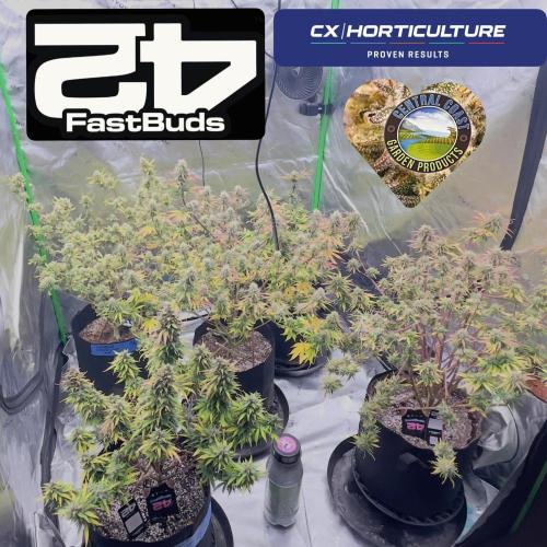 Tripz 420. Week 12 - Lemon cherry cookies with gorilla cookies in the middle on the right 