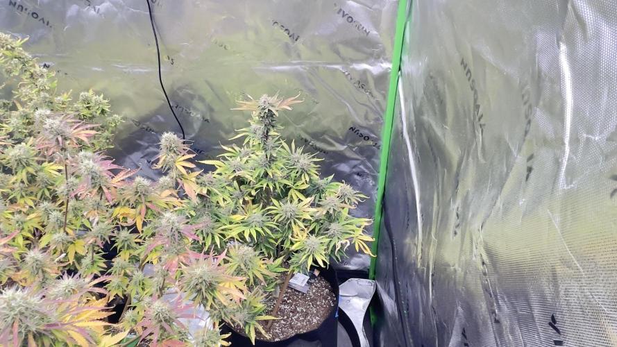 Tripz 420. Week 12 - Here’s a picture of the cherry cola, the second cherry cola