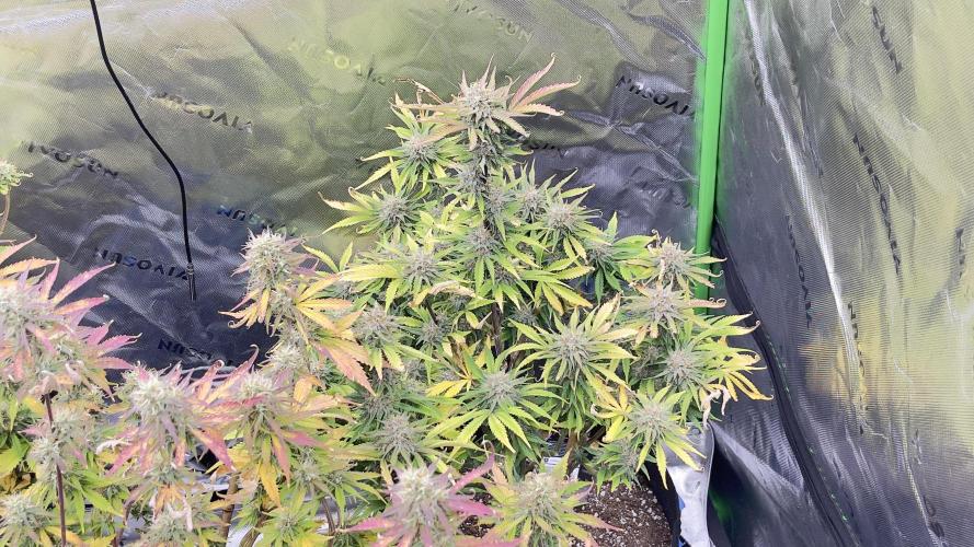 Tripz 420. Week 12 - Here’s another look at the cherry cola