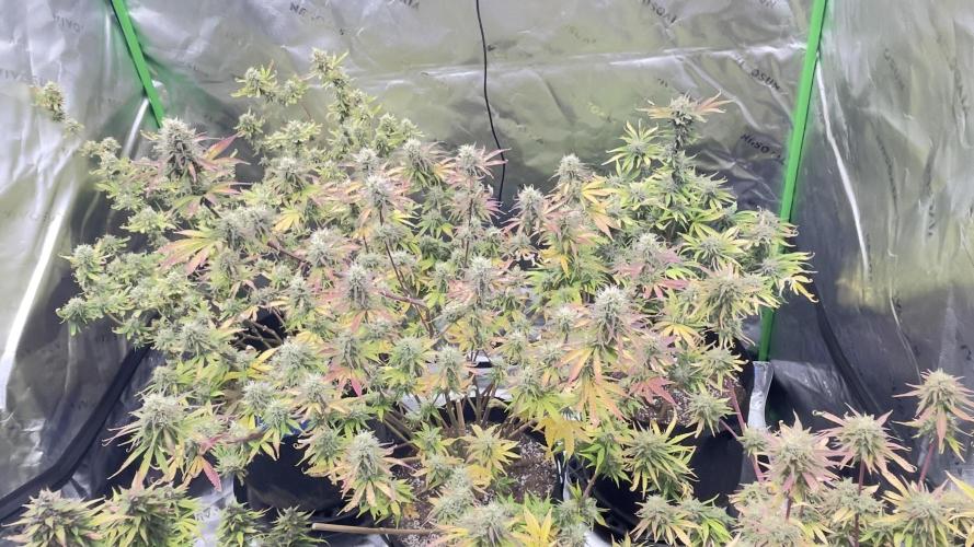 Tripz 420. Week 12 - This is just a view of the whole garden mixed