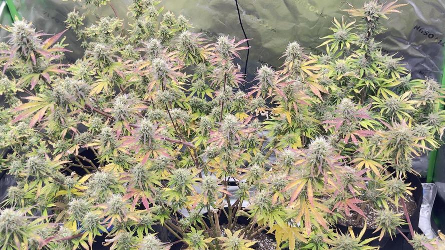 Tripz 420. Week 12 - Another shot just to see how the the canopy is