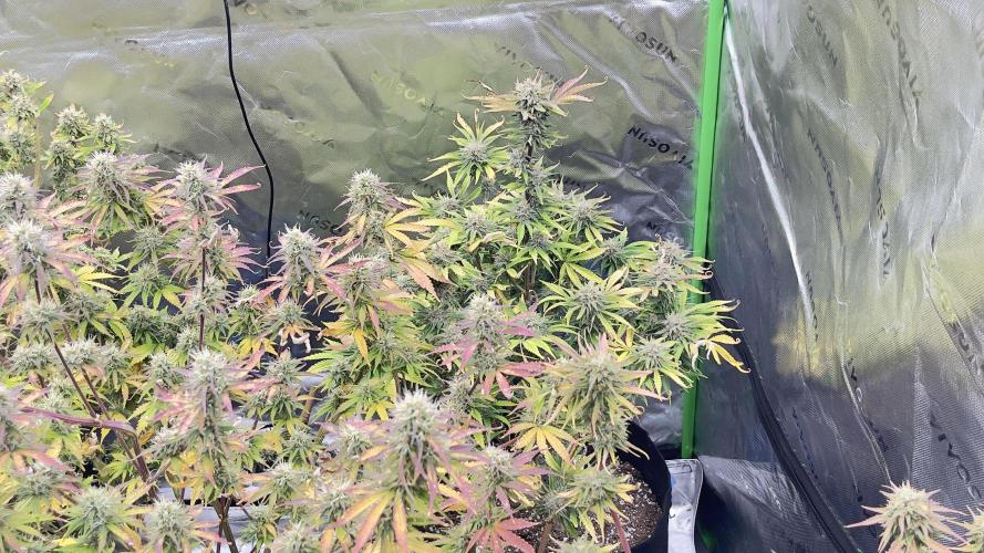 Tripz 420. Week 12 - Cherry cola’s are in this picture definitely fading. Did a complete flush 24 gal