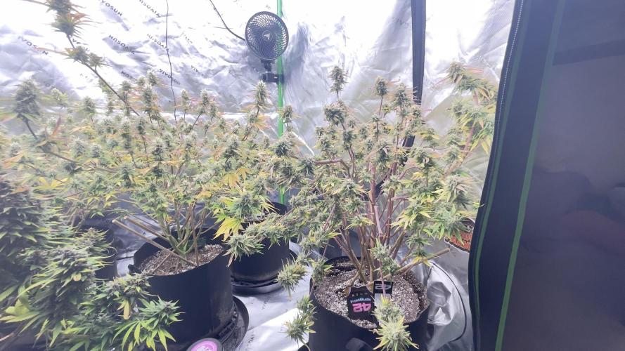 Tripz 420. Week 12 - This is a picture of the cherry cola next  to gorilla cookies auto in the middle