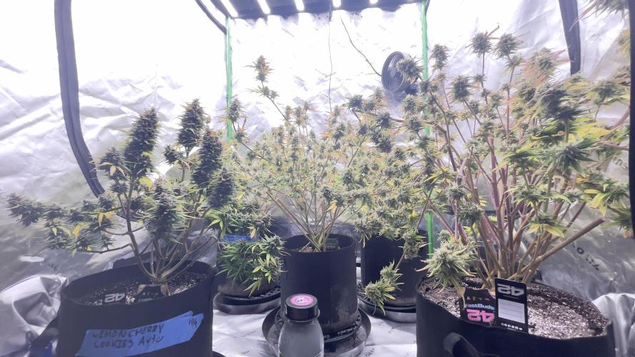 Tripz 420. Week 12 - This is a side bud shot showing the lemon cherry cookie stacking really fat 