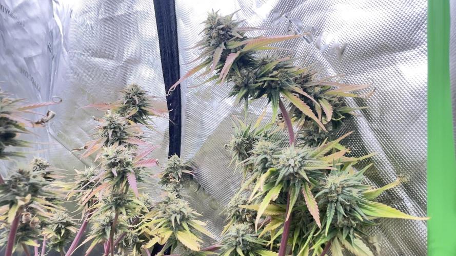 Tripz 420. Week 12 - This is the gorilla cookies