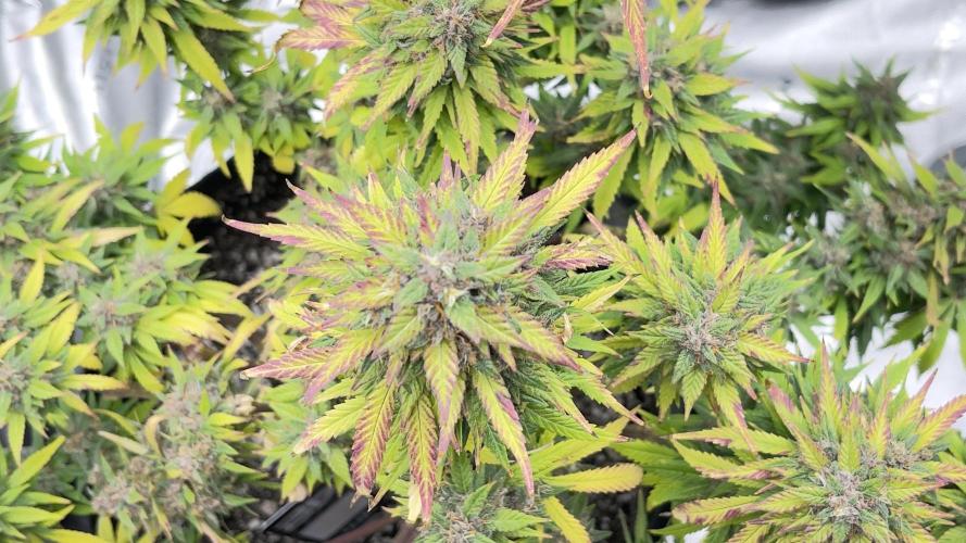 Tripz 420. Week 12 - This is the top view of the lemon, cherry cookies auto