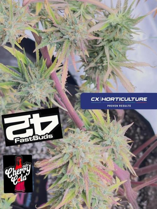 Tripz 420. Week 12 - Here is a close-up of the cherry cola auto Super cropped