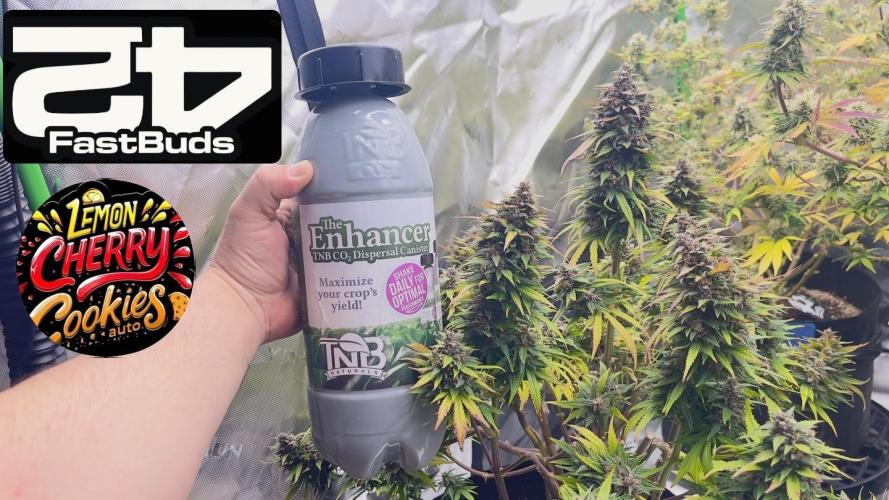 Tripz 420. Week 12 - Is another picture of the lemon cherry cookies next to a TnB bottle 2L