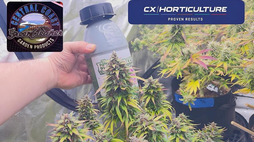 Tripz 420. Week 12 - Another shot with the lemon cherry cookies with the bottle behind it