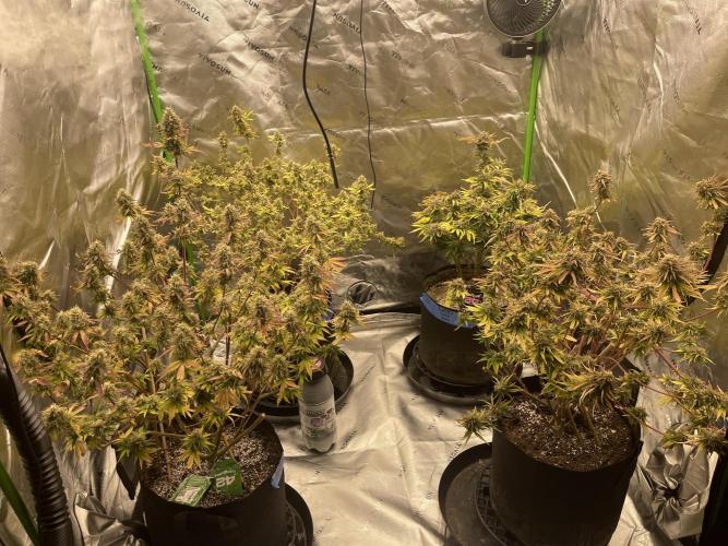 Tripz 420. Week 13 - Ran 24 gallons through the fast buds genetics