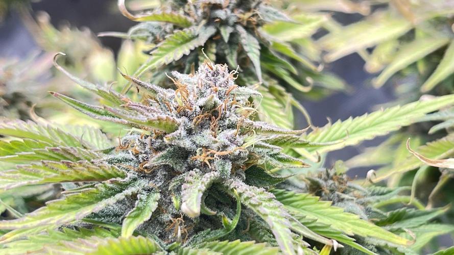 Tripz 420. Week 13 - Colors were stacking nicely. Everything smelt so amazing.