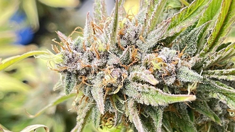 Tripz 420. Week 13 - Here’s another shot of the lemon cherry cookies auto from fast buds