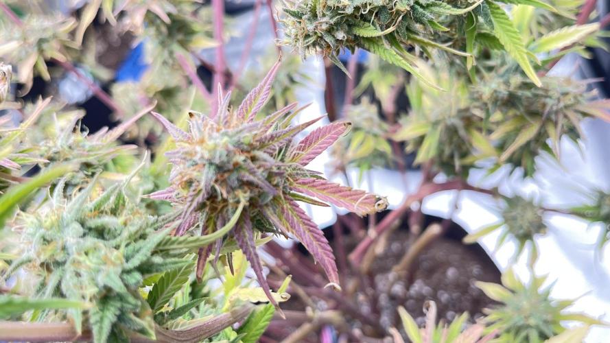 Tripz 420. Week 13 - There is another look at the cherry cola auto. She had a lot of color 