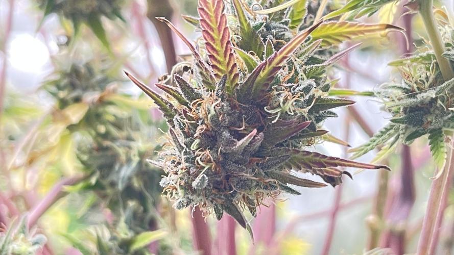 Tripz 420. Week 13 - From the super cropping, the Nug was upside down, but grew great. 