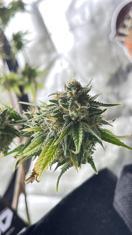 Tripz 420. Week 13 - This is a shot of gorilla cookies auto