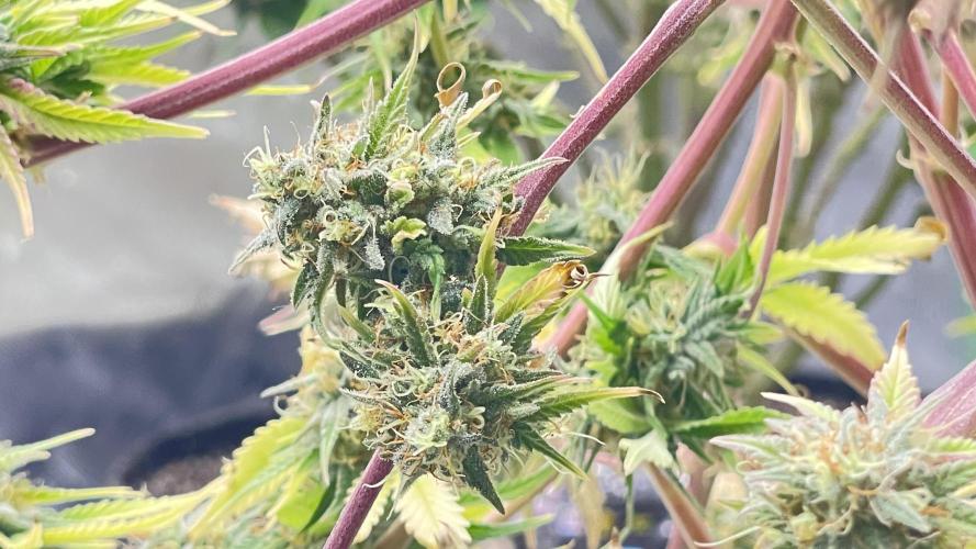 Tripz 420. Week 13 - Cherry Cola, bottom nugs that were top nugs, but they got super cropped