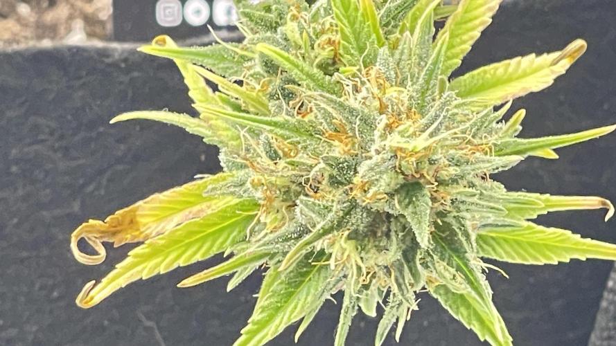 Tripz 420. Week 13 - Gorilla cookies, auto fast buds