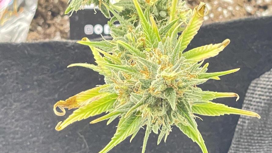 Tripz 420. Week 13 - Another shot of the gorilla cookies from fast buds