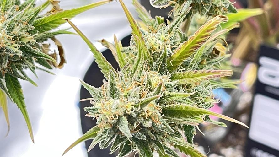 Tripz 420. Week 13 - A side NUG from the top view of the gorilla cookies