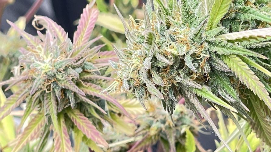 Tripz 420. Week 13 - Here’s another shot of the cherry cola. These were like side branches,