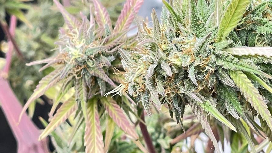 Tripz 420. Week 13 - Cherry cola auto from fast buds