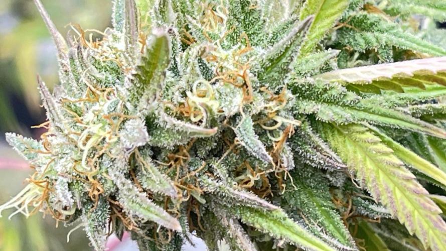 Tripz 420. Week 13 - This was a side bottom view of a NUG on the cherry cola