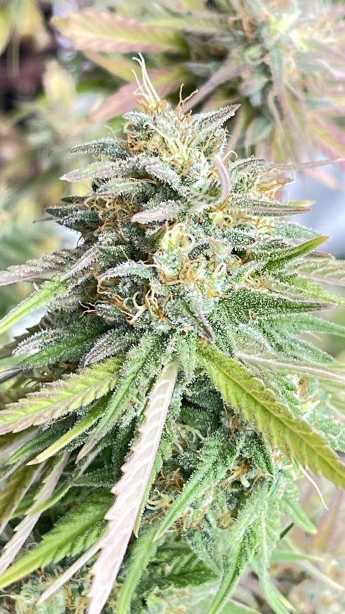 Tripz 420. Week 13 - The cherry cola definitely has A strong pageant smell When you just touch her