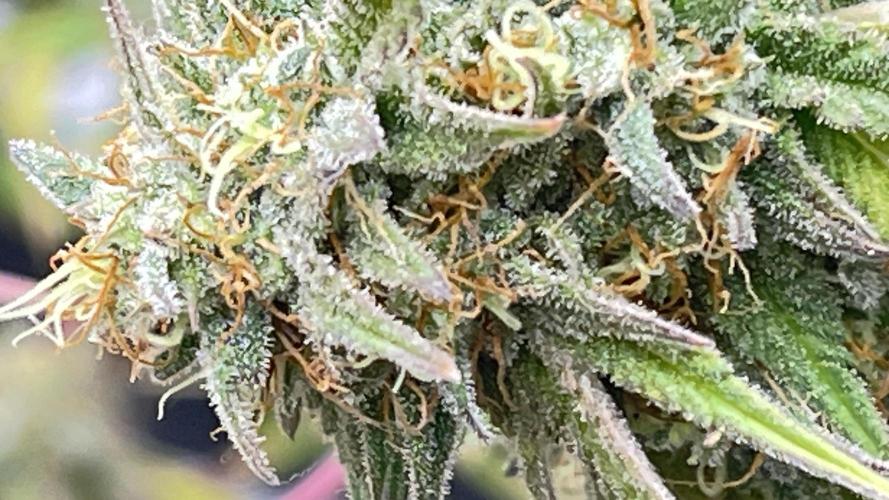 Tripz 420. Week 13 - The cherry cola auto just by touching the branches. You can definitely smell it.