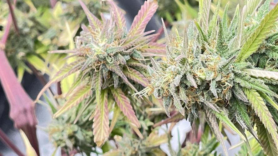 Tripz 420. Week 13 - Cherry cola auto from fast buds