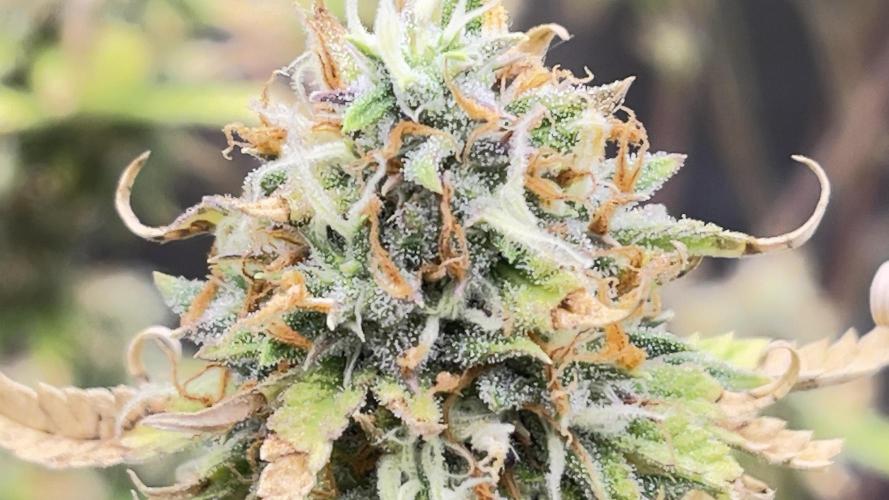 Tripz 420. Week 13 - Here’s another shot of the wedding cheesecake auto from fast buds. 