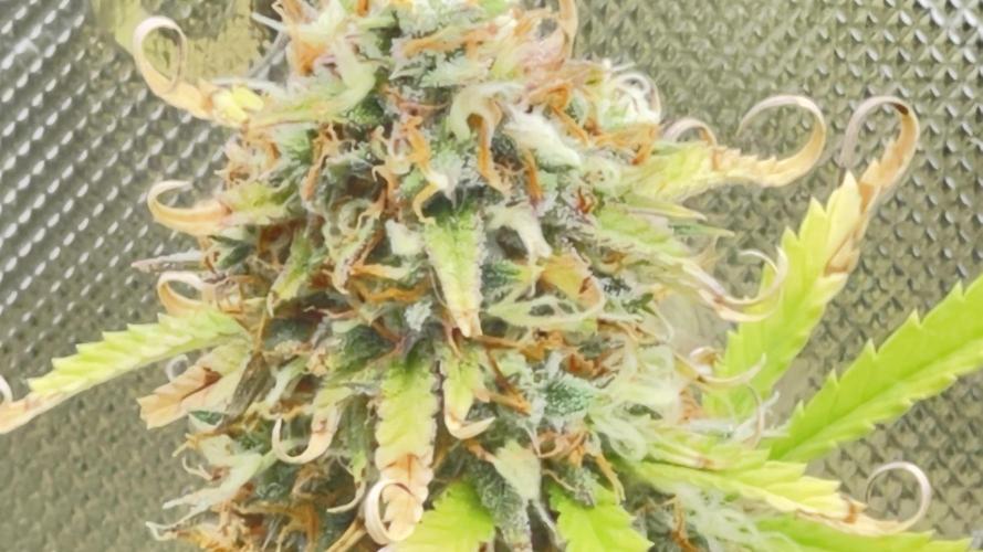 Tripz 420. Week 13 - Wedding cheesecake auto fast buds has a cheesy look like grated cheese