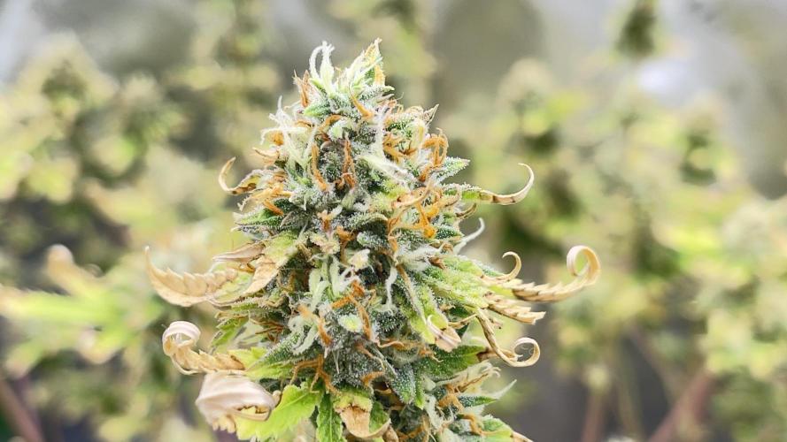 Tripz 420. Week 13 - Wedding cheesecake side branch