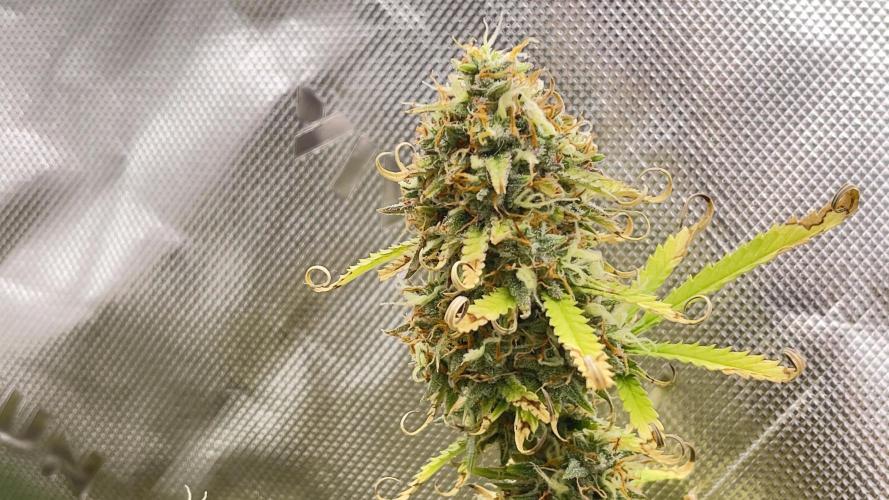 Tripz 420. Week 13 - And this is a lemon cherry cookies from fast buds definitely stacked up