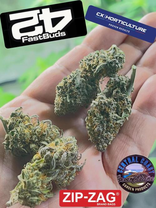 Tripz 420. Week 14 - He’s a shot of the nugs in my hand, un trimmed and trimmed