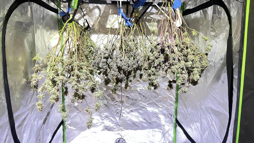 Tripz 420. Week 14 - Hanging in there the wedding cheesecake