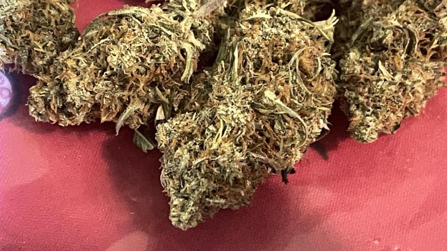 Tripz 420. Week 14 - Gorilla cookies auto from fast buds, definitely gassy and sweet