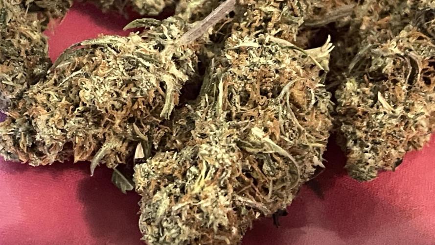 Tripz 420. Week 14 - There’s a little closer look at it. I don’t do the greatest trimming jobs, 